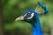 Male Blue Peacock close-up