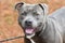 Male blue Pitbull Terrier outside on leash.