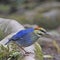 Male Blue Pitta