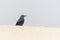 A Male Blue Rock Thrush Standing on a white wall