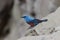 A male blue stone thrush perched on the edge of a cliff