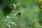 Male blue wren