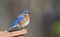 Male Bluebird