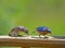 A male Bluebird and baby feed on mealworms.