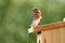 Male Bluebird Bringing Food to Nest Box