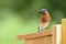 Male Bluebird Bringing Food to Nest Box