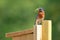 Male Bluebird Bringing Food to Nest Box