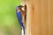 Male Bluebird Bringing Food to Nest Box