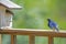 A male Bluebird checks on his mate in the birdhouse.