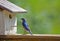 A male Bluebird checks on his nest box.