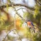 Male bluebird in early spring perched in oak tree