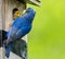 Male bluebird feeds green caterpillar to baby bird