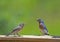 A male Bluebird feeds his fledgling mealworms.