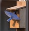 Male bluebird on house with food