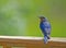 A male Bluebird poses with a green background.