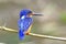 Male Blued-eared Kingfisher