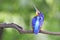 Male Blued-eared Kingfisher