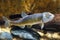 A male bluehead chub, a freshwater fish, inside an aquarium