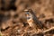 Male bluethroat