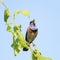 male Bluethroat birds with bright plumage, singing song in t
