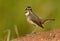 Male Bluethroat Luscinia svecica