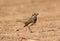 Male Bluethroat (Luscinia svecica)