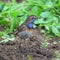 Male bluethroat (Luscinia svecica)