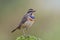 Male of bluethroat luscinia svecica beautiful little migrant bird to Asia, standing expose on green moss pole to sunset