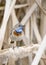 Male bluethroat (Luscinia svecica) in mating plumage in natural nesting habitat. Unique wild nature, bird life.