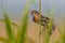 Male Bluethroat singing