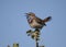 The male Bluethroat singing in the bush willow.