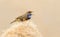 Male Bluethroat sings sitting on a reed