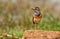 Male Bluethroat warbler