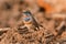 Male Bluethroat warbler