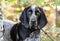 Male Bluetick Coonhound dog with floppy ears. Dog rescue pet adoption photography for humane society animal shelter.