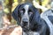 Male Bluetick Coonhound dog with floppy ears. Dog rescue pet adoption photography for humane society animal shelter. Stock sales