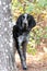 Male Bluetick Coonhound dog with floppy ears. Dog rescue pet adoption photography for humane society animal shelter. Stock sales