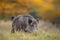 Male boar in autumn