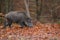 Male boar in beech wood