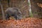 Male boar in fall