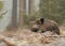 Male boar in the forest