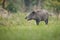 Male boar showing impressive bite