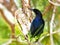 Male boat-tailed grackle