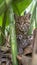 Male bobcat and kitten portrait with blank space for text, suitable for creative layouts