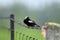 A male Bobolink bird on a fence