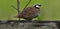 Male bobwhite quail on wooden fence looking to the sky for predators