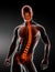 Male Body Backbone Scan