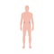 Male body shape infographic with kidneys, flat vector illustration isolated.