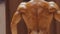 Male bodybuilder showing physique in relaxed side and rear lat spread poses