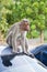 Male Bonnet Macaque on a Car Roof